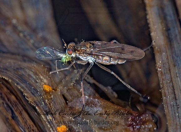 Hydrophorus  LONGLEGGED FLY 7010446z