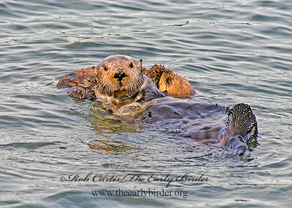 Enhydra lutris kenyoni  NORTHERN SEA OTTER 225515 z