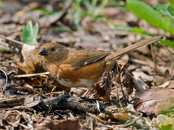 Pipilo erythrophthalmus  EASTERN TOWHEE 6003116z