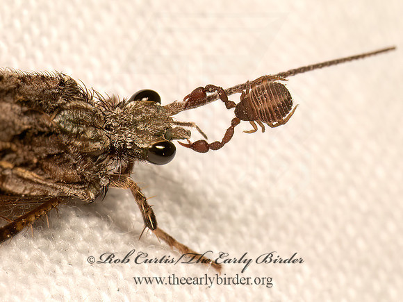 Agrypnia improba  GIANT CASEMAKER CADDISFLY 9083107z