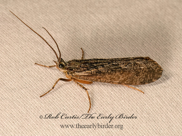 Agrypnia improba  GIANT CASEMAKER CADDISFLY 9084034z