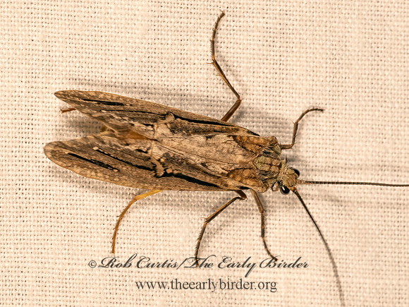 Phryganea cinerea  GIANT CASEMAKER CADDISFLY 9081700z