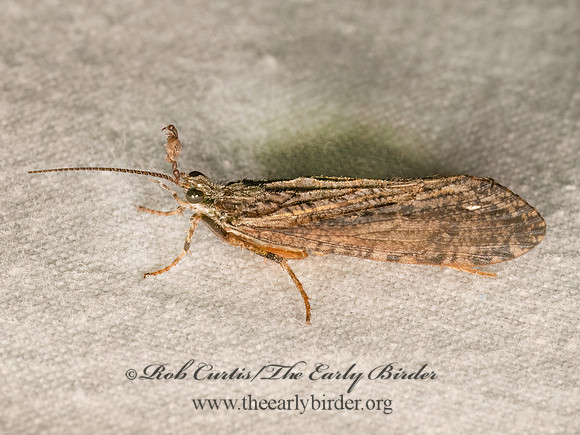 Agrypnia improba  GIANT CASEMAKER CADDISFLY 9083186z