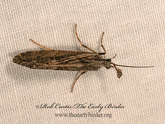 Agrypnia improba  GIANT CASEMAKER CADDISFLY 9083303z