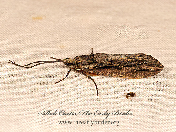 Phryganea cinerea  GIANT CASEMAKER CADDISFLY 9081648z