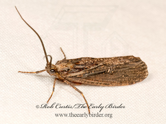 Phryganea cinerea  GIANT CASEMAKER CADDISFLY 9083270z