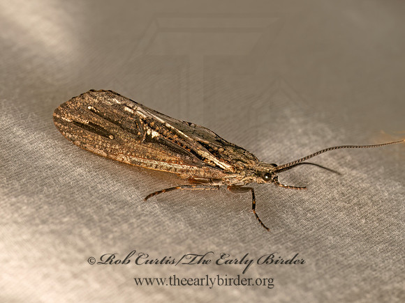 Phryganea cinerea  GIANT CASEMAKER CADDISFLY 9082147z