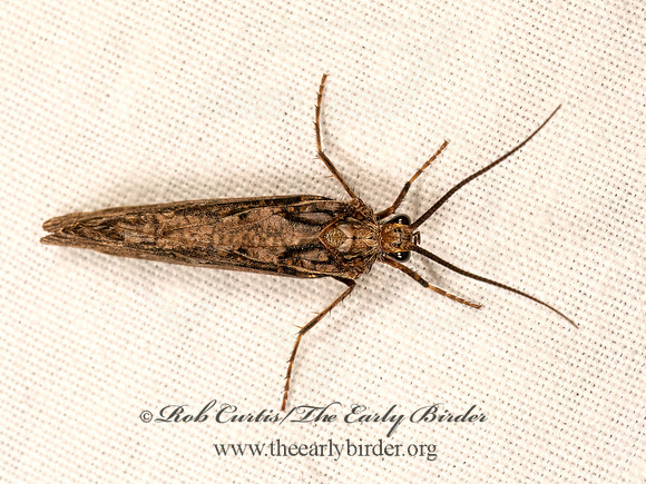 Phryganea cinerea  GIANT CASEMAKER CADDISFLY 9083271z