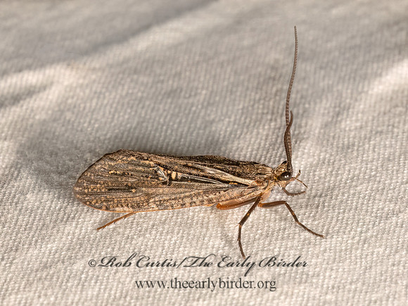 Phryganea cinerea  GIANT CASEMAKER CADDISFLY 9083363z