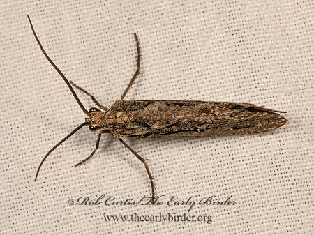 Phryganea cinerea  GIANT CASEMAKER CADDISFLY 9083371z