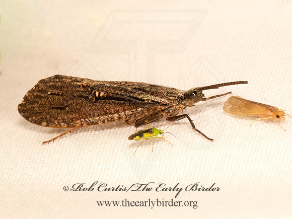 Phryganea cinerea  GIANT CASEMAKER CADDISFLY 9083810z