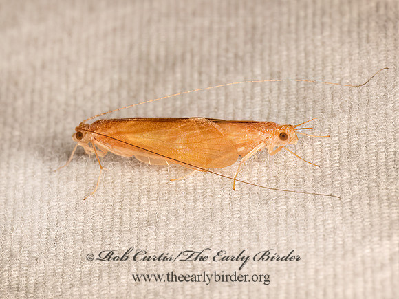 Potamyia flava  NETSPINNING CADDISFLY 9084132z