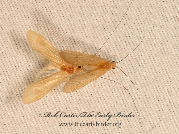 Potamyia flava  NETSPINNING CADDISFLY 9083879z