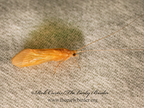 Potamyia flava  NETSPINNING CADDISFLY 9083911z