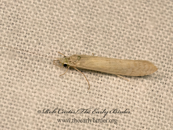 Nectopsyche albida  LEPTOCERID CADDISFLY 9083167z