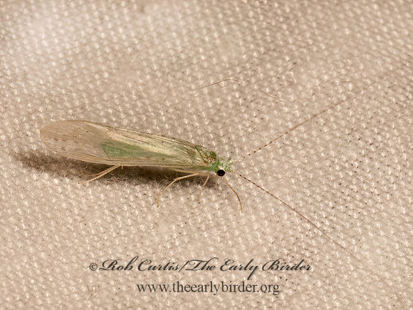 Nectopsyche  LEPTOCERID CADDISFLY 9082353z