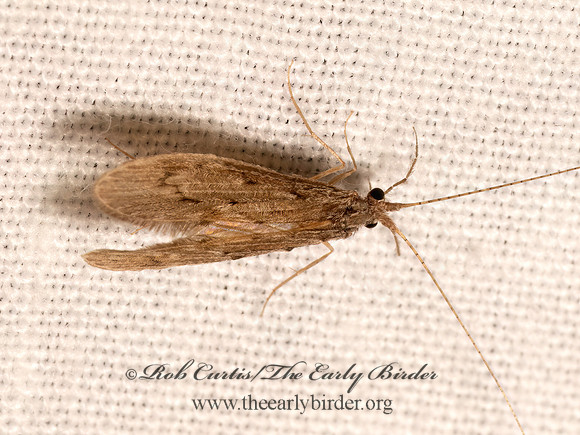 Ocetis cinarescens  LONG-HORNED CASEMAKER 9082869z