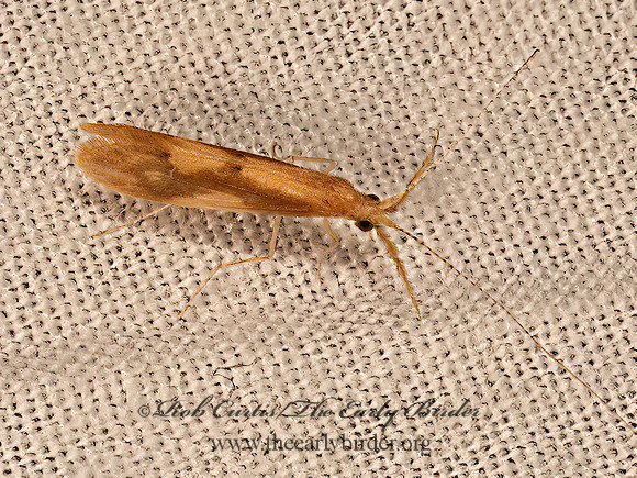Triaenodes  LONG-HORNED CASEMAKER CADDISFLY 9081548z