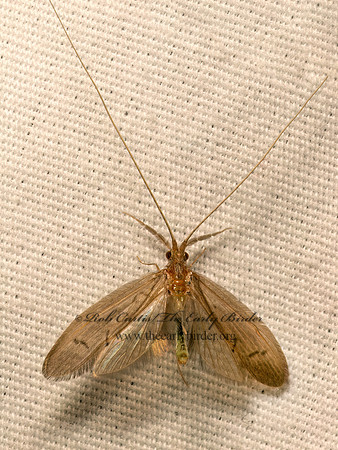 Oecetis  LEPTOCERID CADDISFLY 9082165z