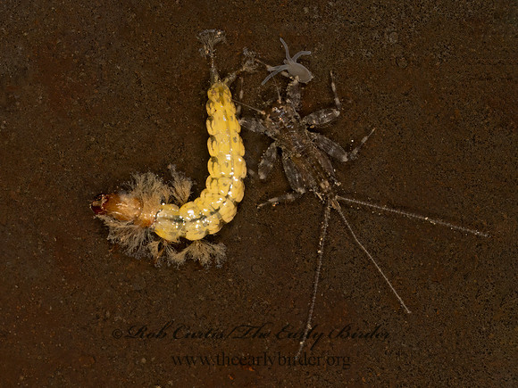 Rhyacophila  FREE-LIVING CADDISFLY 9077721z