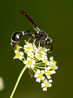 Eumenes fraternus POTTER WASP 9040565z
