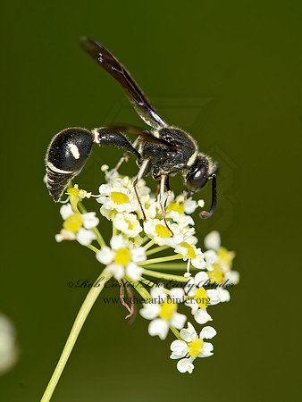 Eumenes fraternus  POTTER WASP 9040565z
