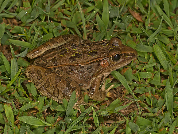 Lithobates sphenocephalus  SOUTHERN LEOPARD FROG 9048429 z