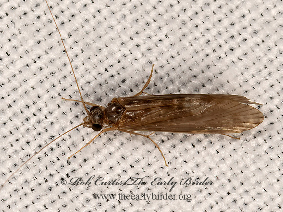 Hydropsyche  NETSPINNING CADDISFLY 3041647z