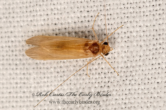 Potamyia flava  NETSPINNING CADDISFLY 3041784z