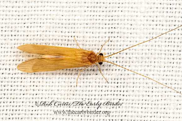 Potamyia flava  NETSPINNING CADDISFLY 3041760z