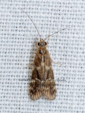 Smicridea fasciatella  NETSPINNING CADDISFLY 3039359z