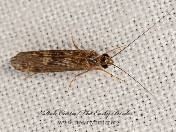 Cheumatopsyche  NETSPINNING CADDISFLY 3041709z