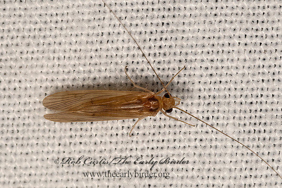 Potamyia flava  NETSPINNING CADDISFLY 3041791z