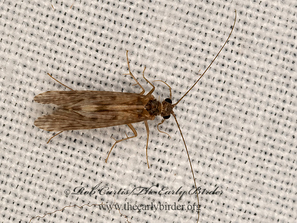 Cheumatopsyche  NETSPINNING CADDISFLY 3041813z