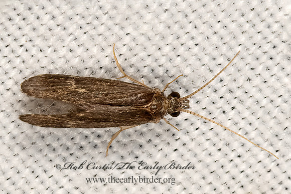 Ceraclea  tp2 LEPTOCERID CADDISFLY3041762z