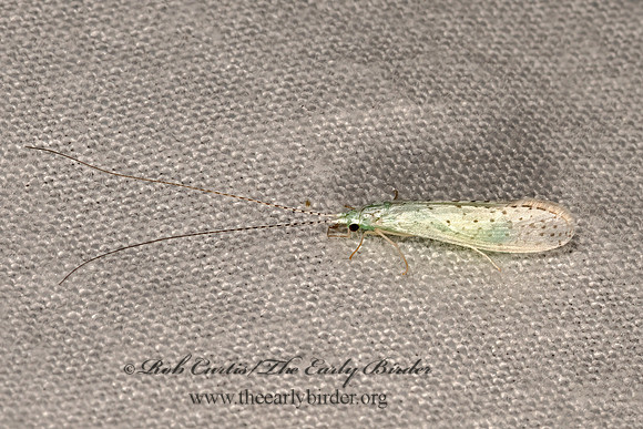 Nectopsyche  WHITE LEPTOCERID CADDISFLY 3041721z