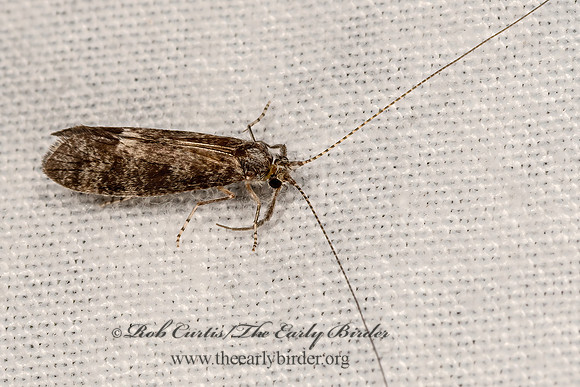 Ceraclea  LEPTOCERID CADDISFLY3041741z