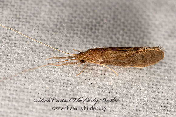 Oecetis  LEPTOCERID CADDISFLY 3041703z