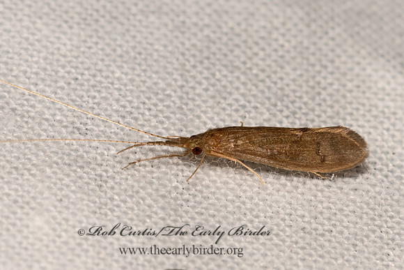 Oecetis  LEPTOCERID CADDISFLY 3041724z
