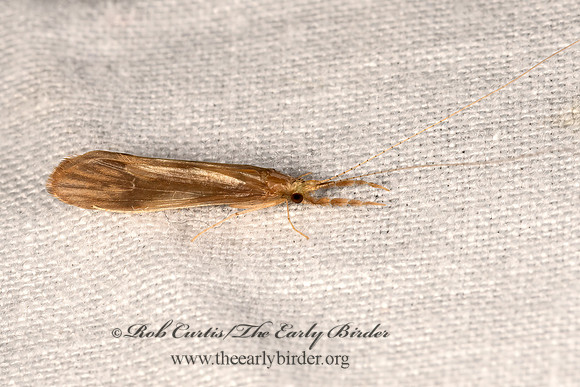 Triaenodes  LEPTOCERID CADDISFLY 3041644z