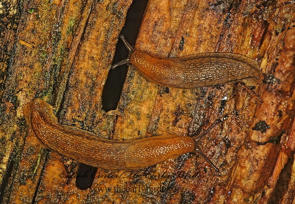 Arion subfuscus 177620z