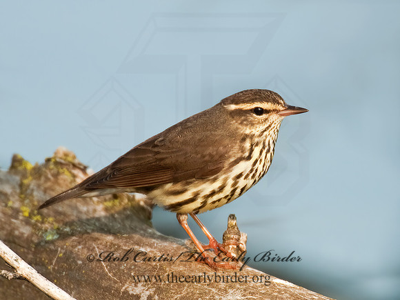 Parkesia noveboracensis  NORTHERN WATERTHRUSH 3007632z