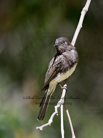 Sayornis nigricans  BLACK PHOEBE 9055253z