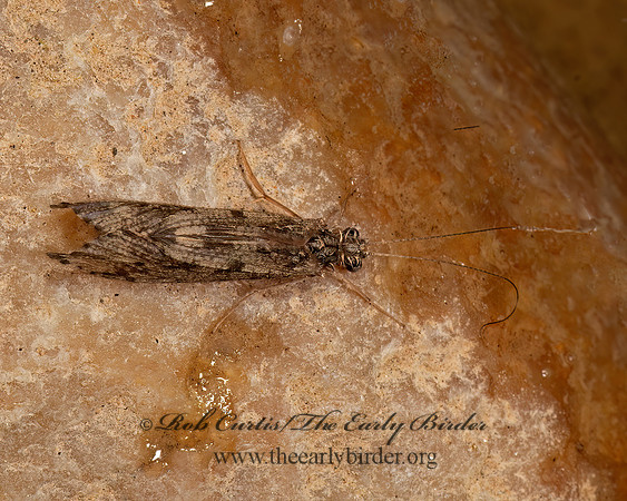 Arctopsyche  NETSPINNING CADDISFLY 3025199z