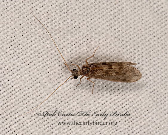 Arctopsyche  NETSPINNING CADDISFLY 3025130z
