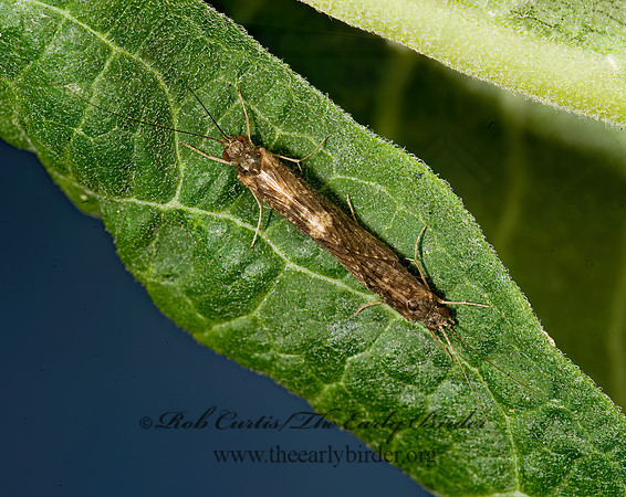 Cheumatopsyche~ NETSPINNING CADDISFLY 8016991z