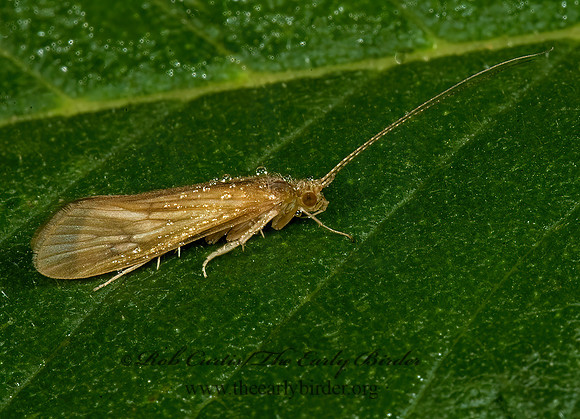 Hydropsyche 5013958z
