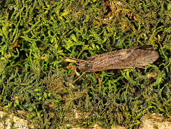 Hydropsyche 264923z