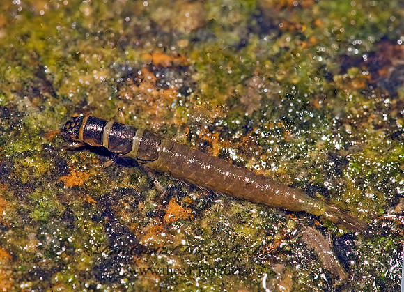 Hydropsyche 8016522z