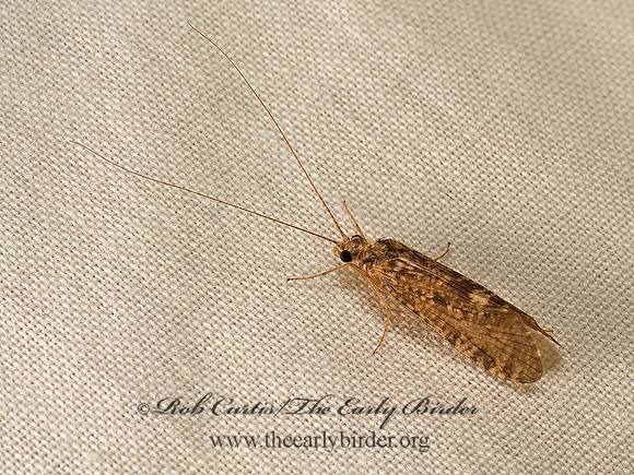 Hydropsyche sp  NETSPINNING CADDISFLY 9048173z